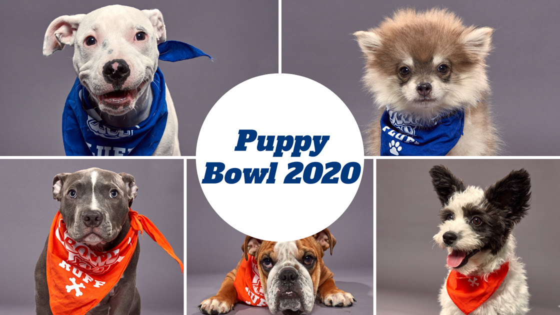 Team Ruff Vs Team Fluff Meet The Starting Lineup Of Puppy Bowl Xvi Pets Madison Com