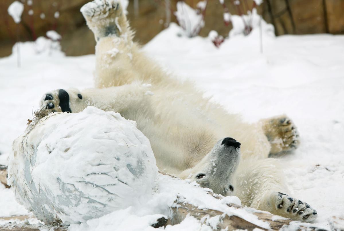 With Eventful Year Henry Vilas Zoo Sees Record Attendance Local