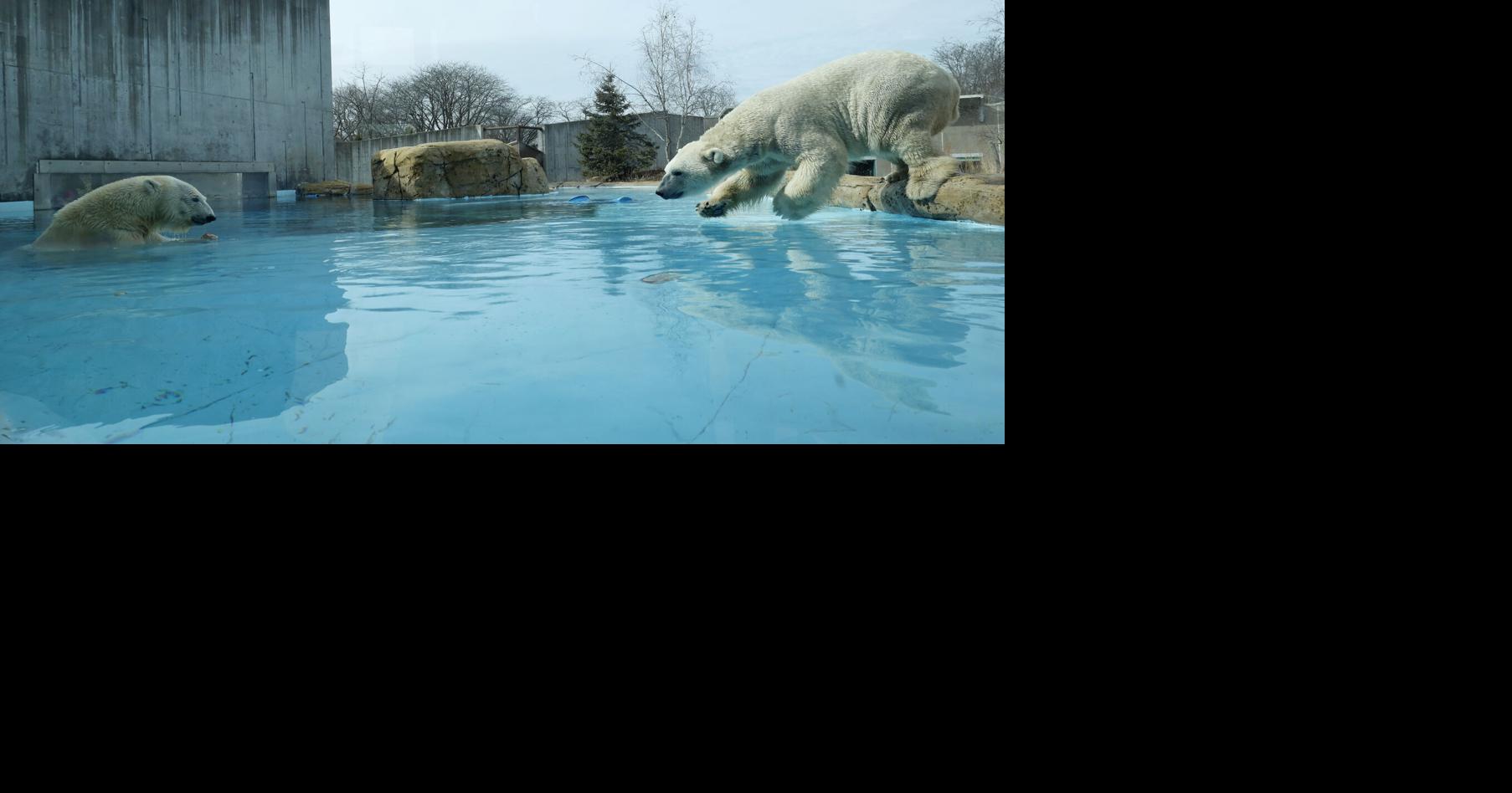 One alliance is trying to grow the polar bear population, and brought Nora to Madison