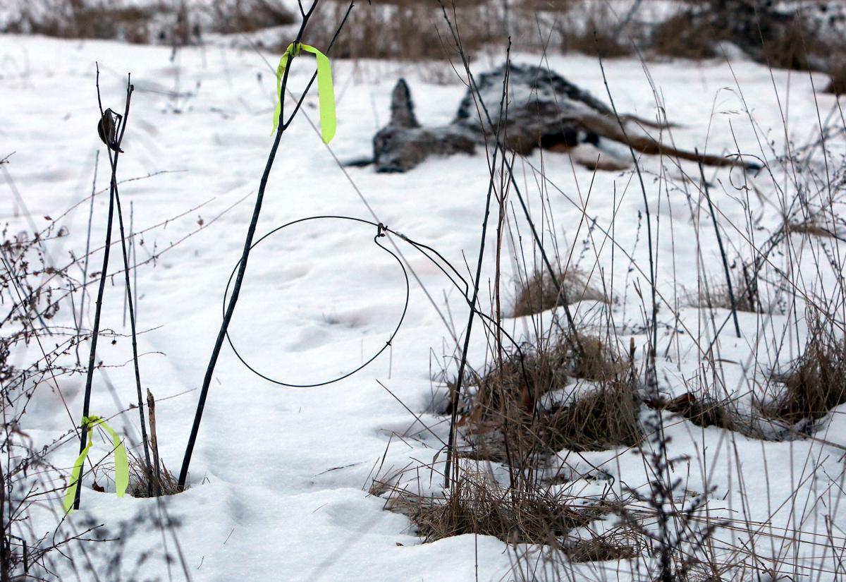 Madison S Wily Coyotes An Uptick In Encounters Has Some Worried