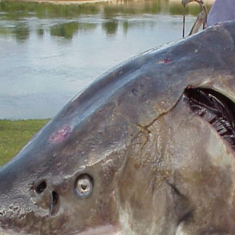 Gary Engberg Hook And Line Sturgeon Season At Hand Outdoors Madison Com