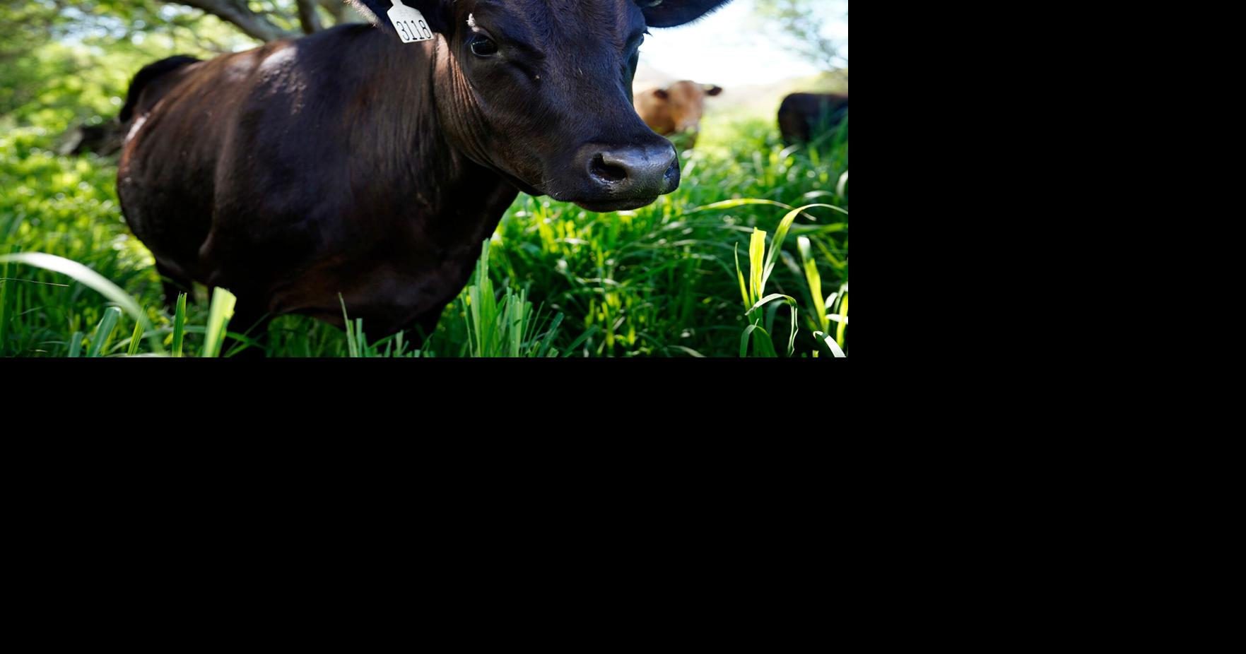 Ranching Could Soon Come To An End On Moloka‘i. Paniolo Blame TB Testing Molokaʻi's only slaughterhouse is seeing fewer local cattle due to a quarantine on the Hawaiian island's cattle operations