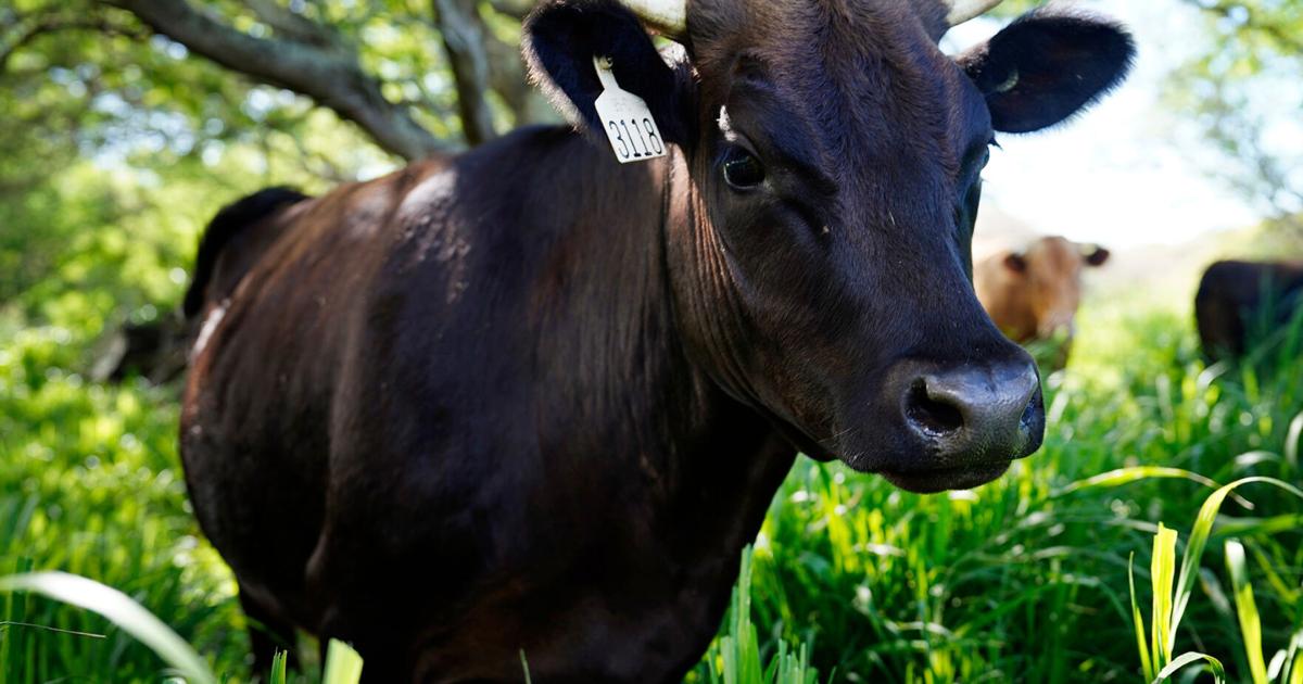 Ranching Could Soon Come To An End On Moloka‘i. Paniolo Blame TB Testing Molokaʻi's only slaughterhouse is seeing fewer local cattle due to a quarantine on the Hawaiian island's cattle operations