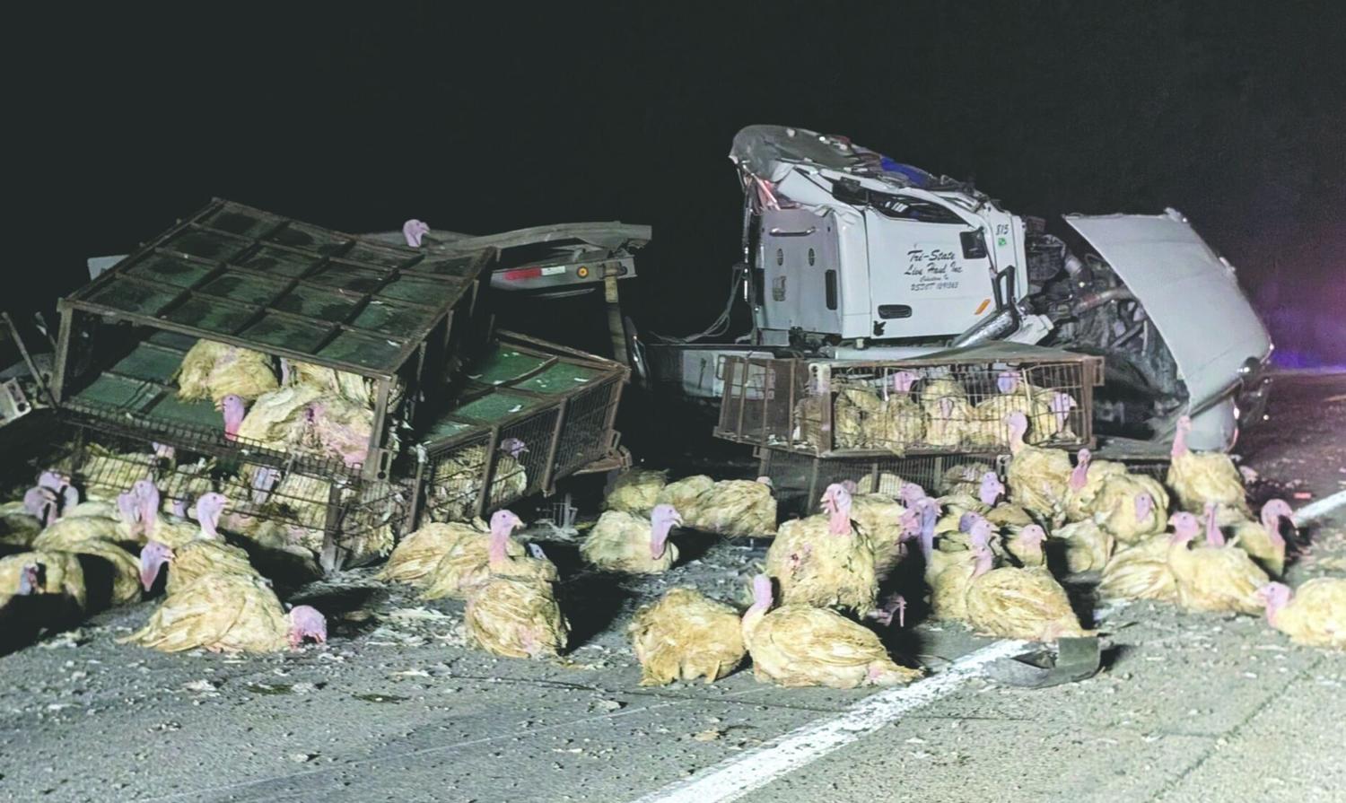 Dozens of turkeys spread out after collision between semi and pickup truck Dozens of turkeys spread out after collision between semi and pickup truck