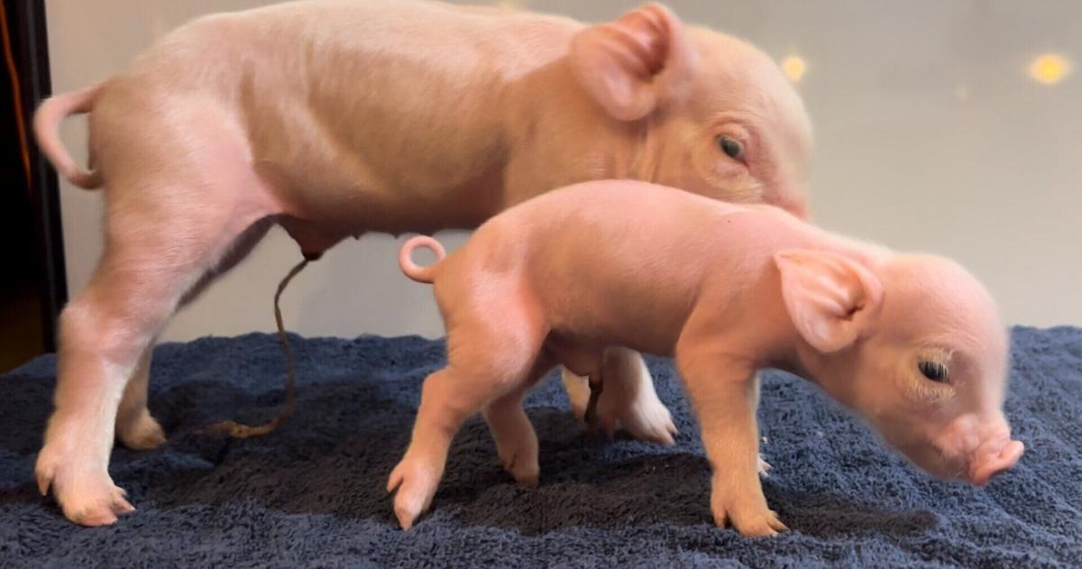 UK researchers tackle hidden crisis in modern pig production