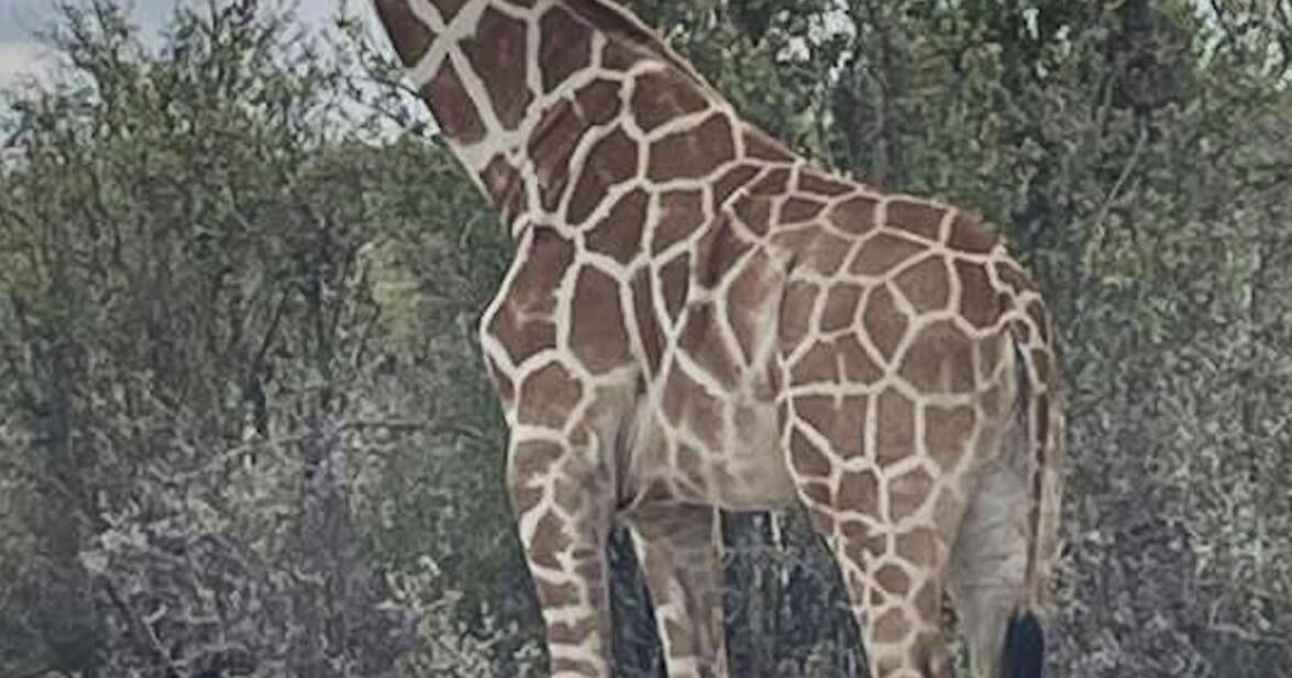 Gracie the Giraffe, who went missing after wandering off a Texas ranch, is finally found Gracie the Giraffe has finally been found in Texas