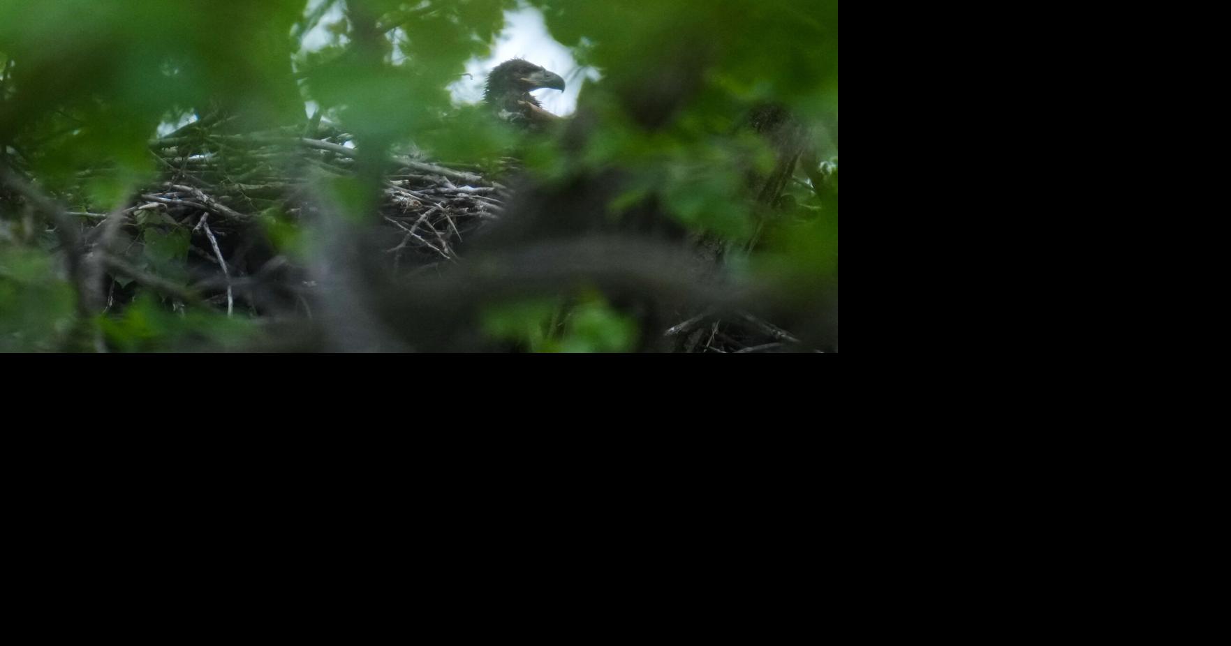 Bald eagle hatchlings spotted in a Chicago park may be the city's first for more than a century By LAURA BARGFIELD and TODD RICHMOND - Associated Press May 13, 2026 13 mins ago