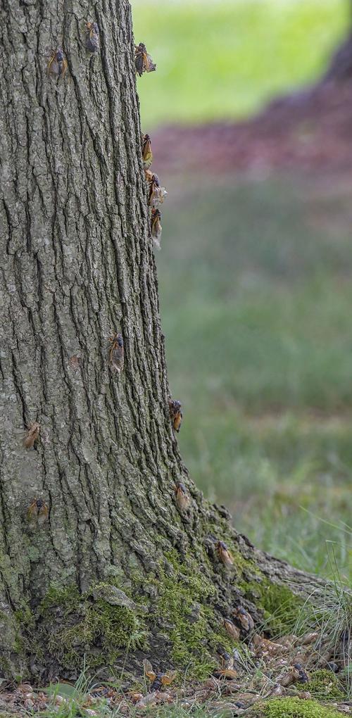 Brood Unleashed