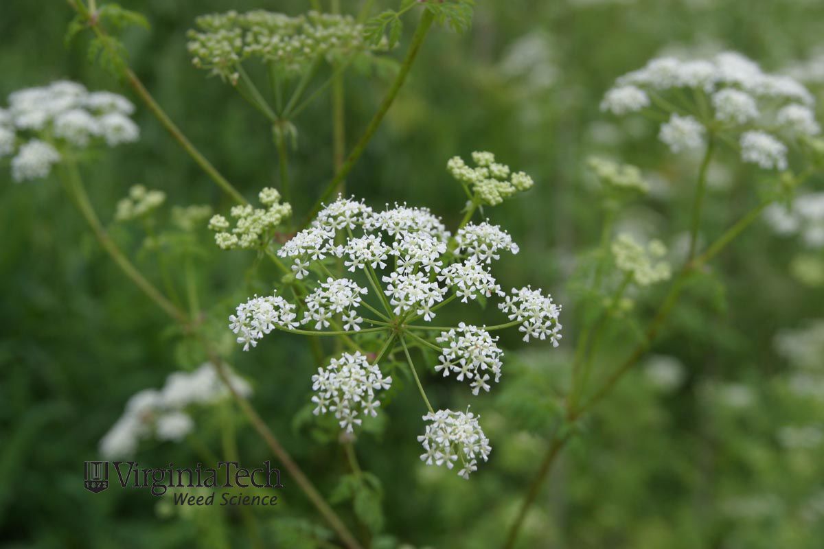 Image of Hemlock weed pollen