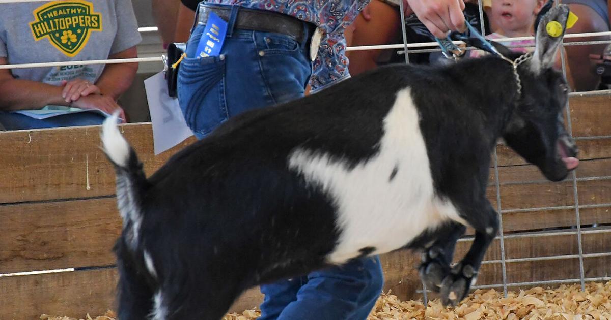 4 H Fair Schedule News Madisoncourier 4-h-fair-schedule-news-madisoncourier
