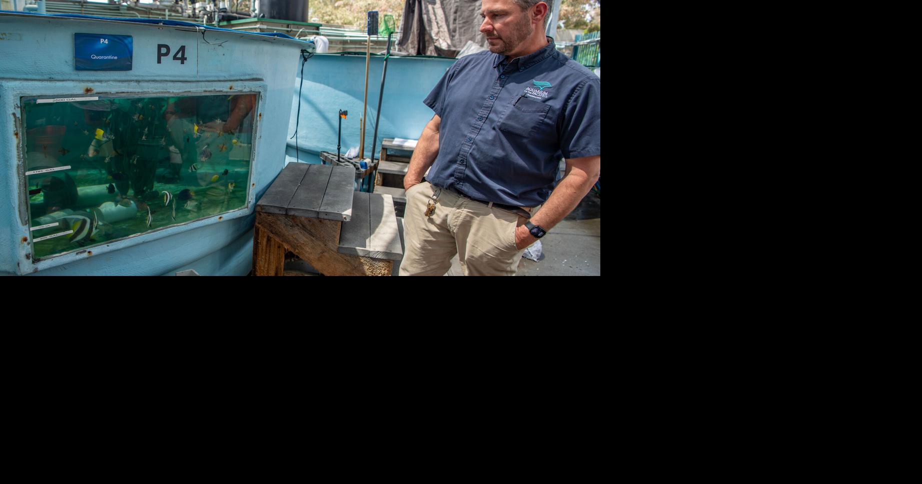 How the Aquarium of the Pacific scrambled to save hundreds of sea creatures after 2 smuggling busts The Aquarium of the Pacific has taken in nearly 1,000 trafficked marine animals this summer