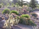 Plantasia Cactus Garden