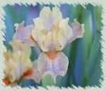 Magic Valley Iris Society