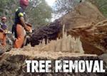 Tree Whisper Tree Service