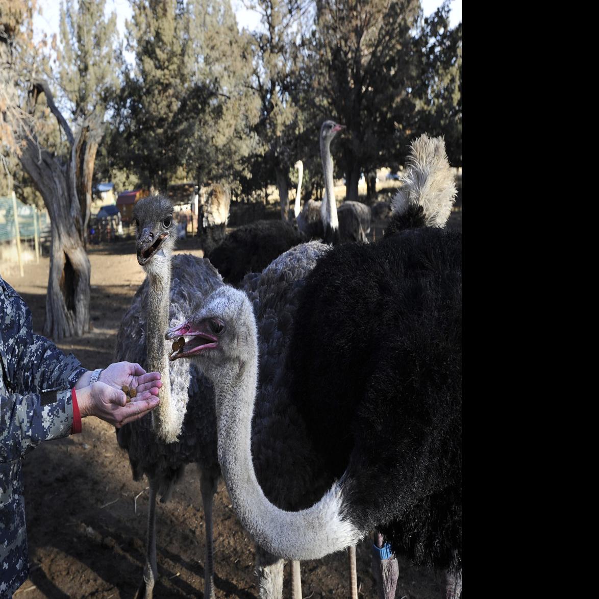 Oregon Farm Breeding Ostriches To Sell Their Meat Southern Idaho