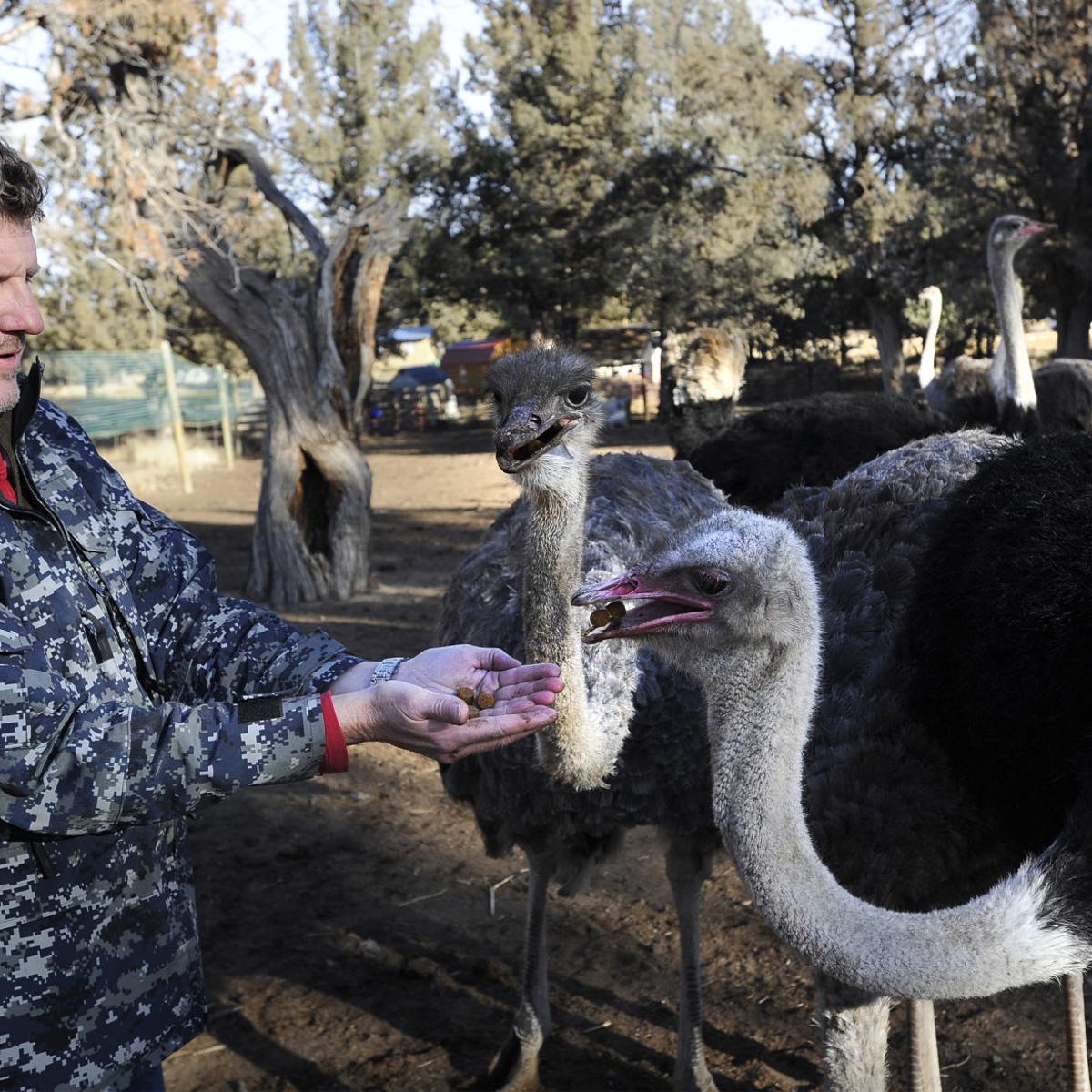 Oregon Farm Breeding Ostriches To Sell Their Meat Southern Idaho