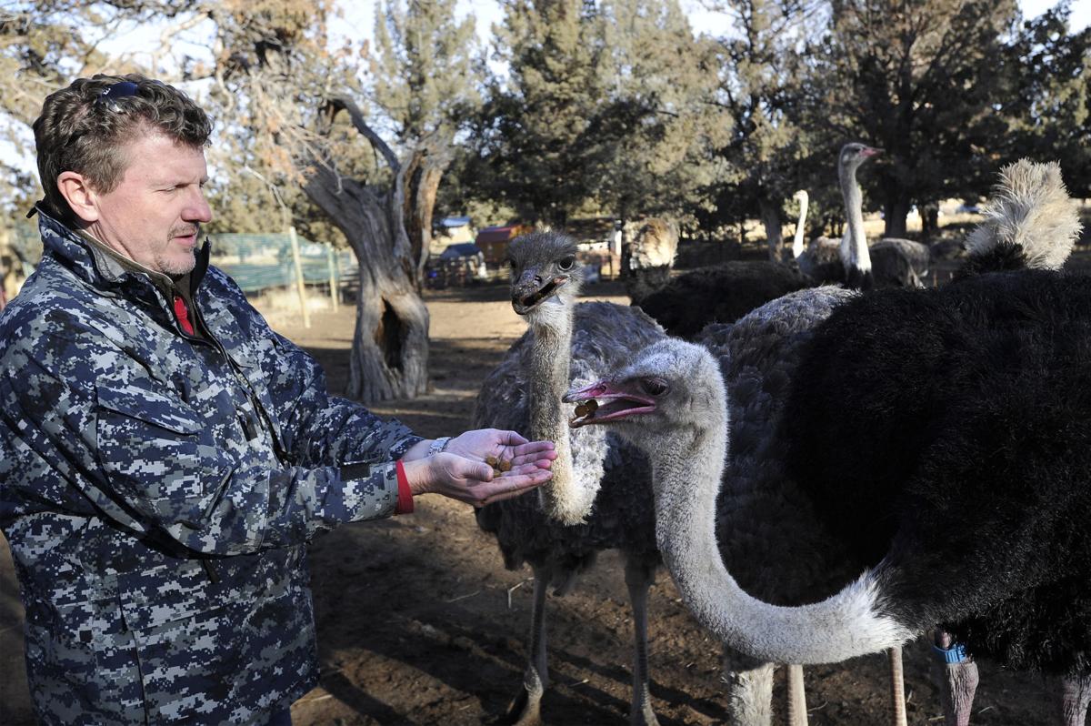Oregon farm breeding ostriches to sell their meat Southern Idaho