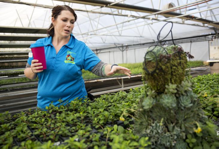 Moss Greenhouses keeps to its roots