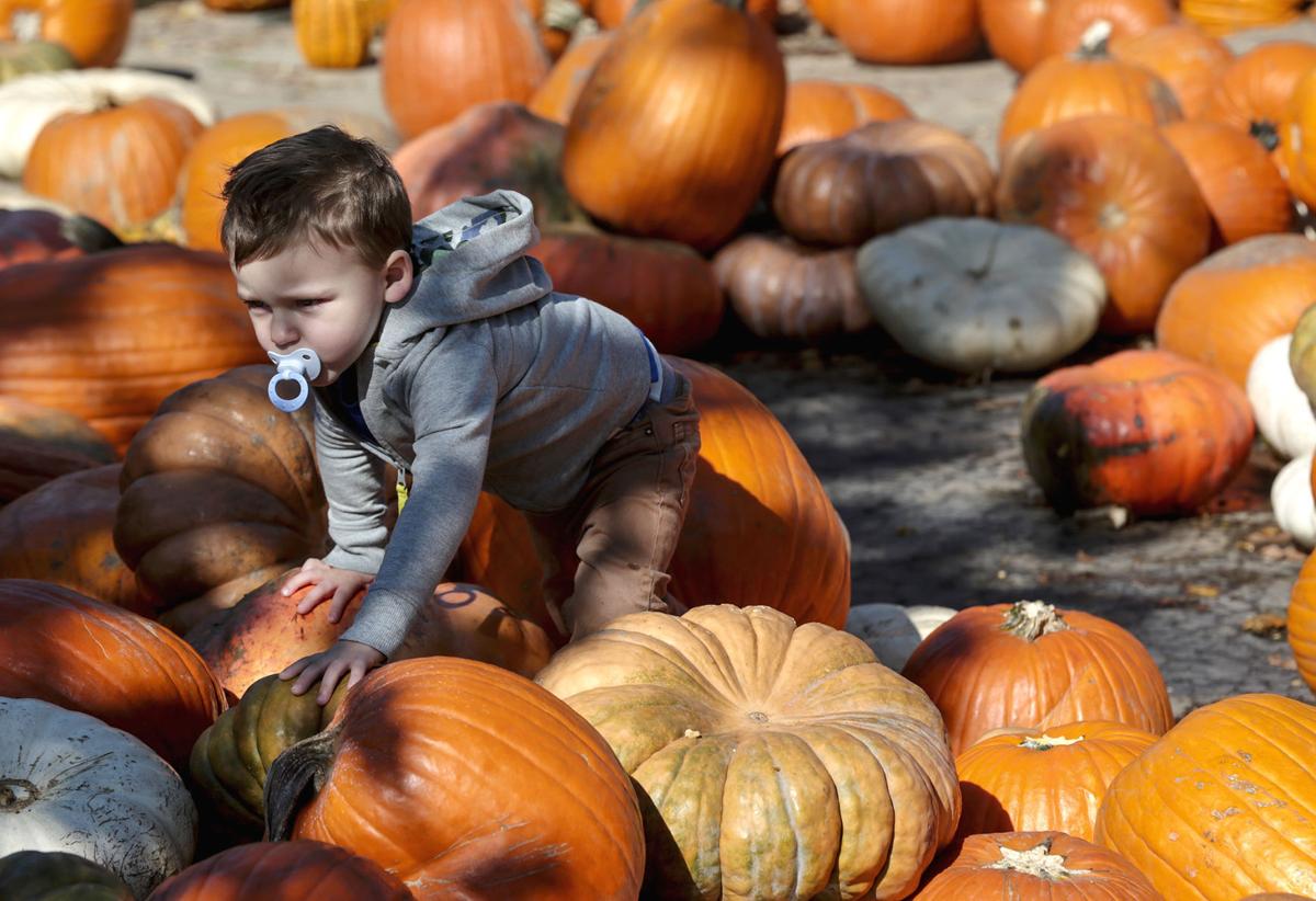 Pumpkin farms evolve as 'agritourism' grows