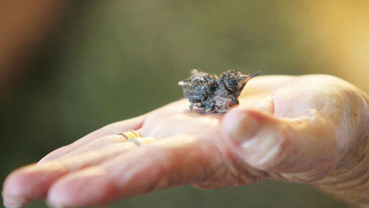 Twin Falls Woman Raising Baby Hummingbirds After Mother Dies Local Magicvalley Com Twin Falls Woman Raising Baby Hummingbirds After Mother Dies Local Magicvalley Com