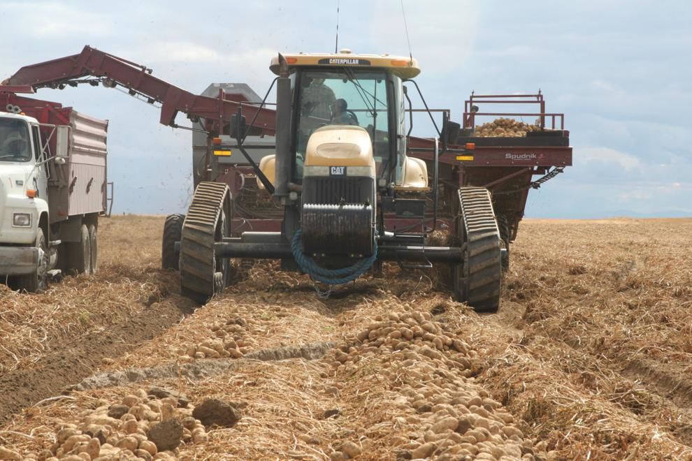 Potato harvest