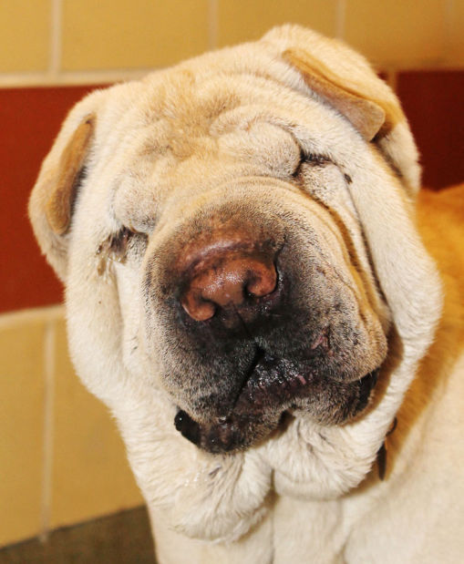 Wrinkled Dog Gets 'Facelift' Surgery | | magicvalley.com