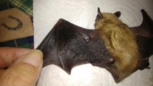 Health district advises caution after rabid bat confirmed in Blaine County
