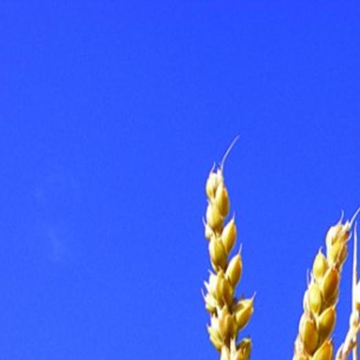 Wheat Prices Soaring Local Magicvalley Com