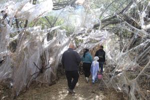 Not-so-scary: Halloween Haunted Swamp event geared toward children