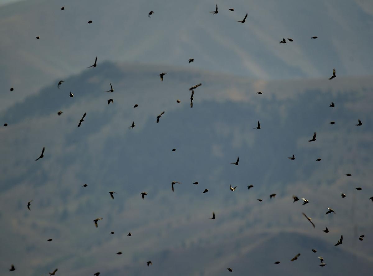Solar eclipse draws spectators to Baldy