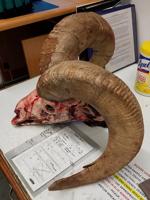 One too many bighorns: Illegal possession of bighorn sheep leads to fines for Parma resident