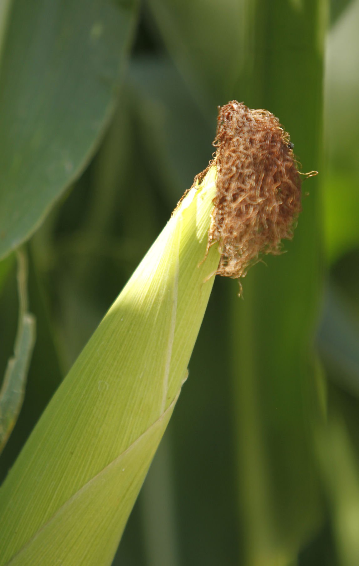 Gallery: Crops damaged due to hail storm | Southern Idaho Agriculture ...