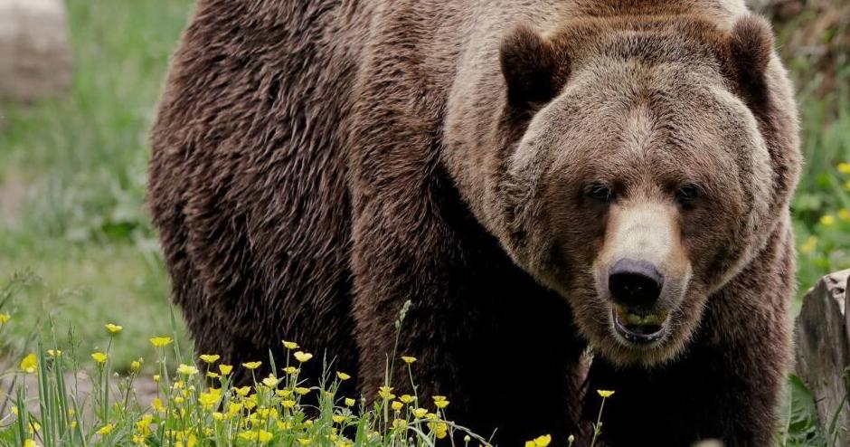 Hunter shoots, kills charging grizzly in southwest Montana - Vimarsana News