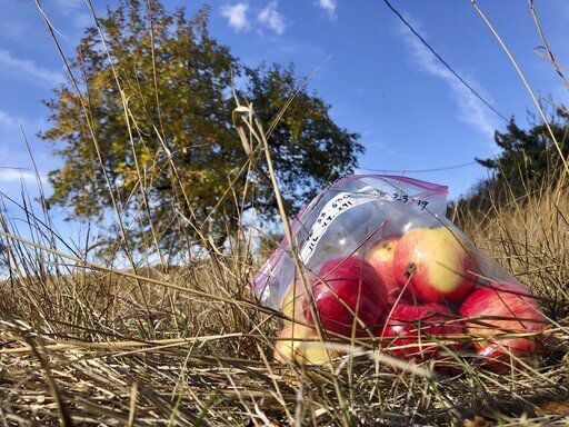 10 pioneer-era apple types thought extinct found in US West