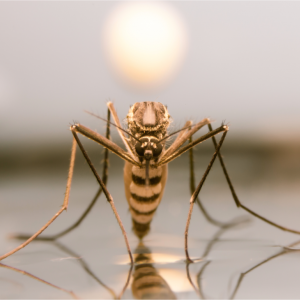 West Nile virus detected near Twin Falls
