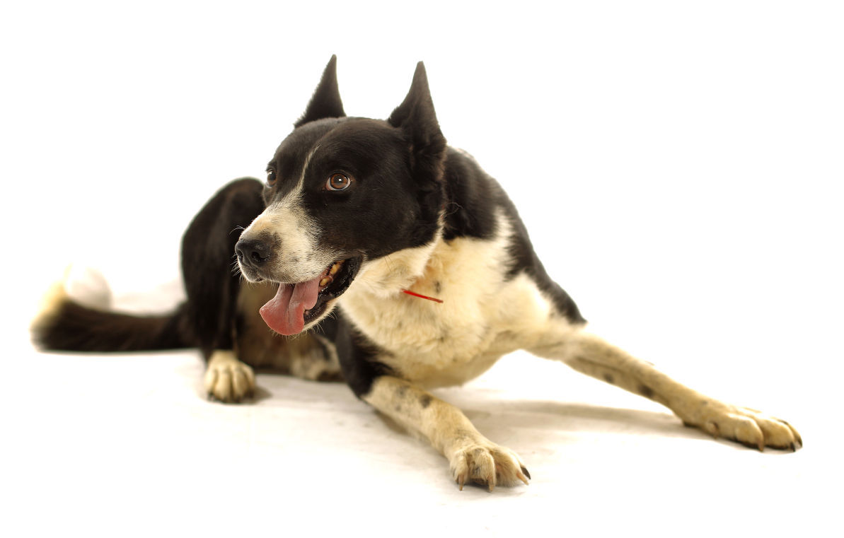 Dogs with Jobs