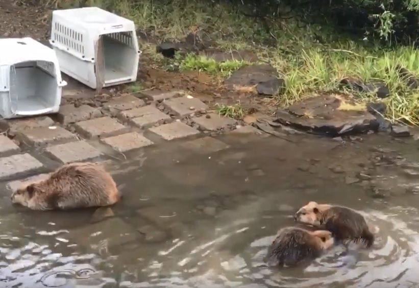 These busy beavers got a new home where they'll cause less trouble
