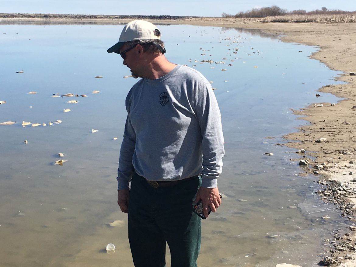 Thousands of fish die in Wilson Lake winterkill