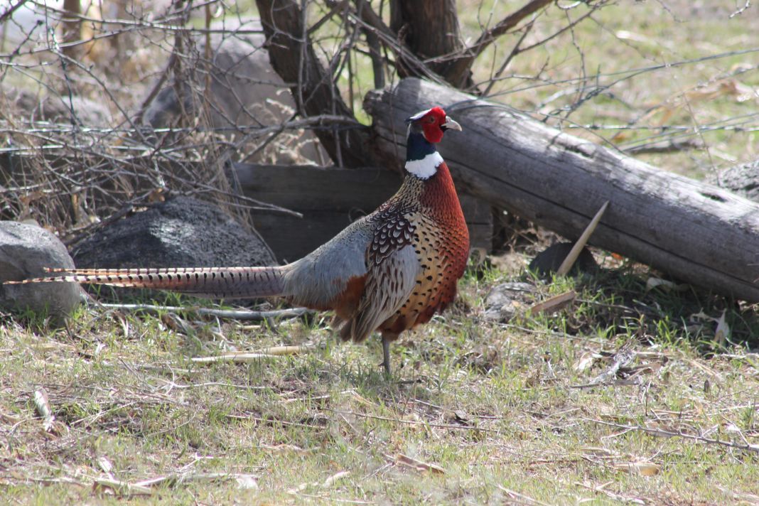 Gallery Birds of Southern Idaho Outdoors and Recreation