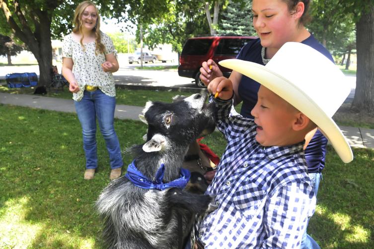 4-H goats