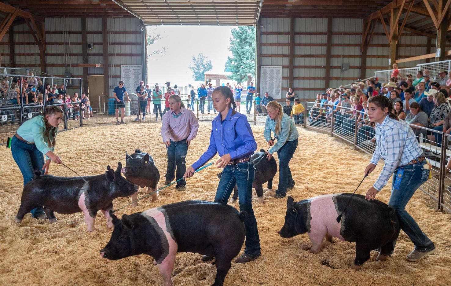 PHOTOS Swine showmanship shines through at Gooding County Fair Local