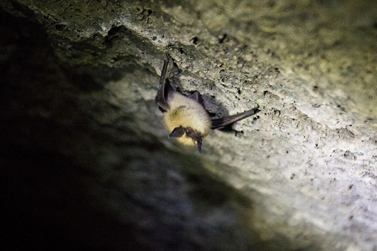 Idaho's 14 Bats Species Southern Idaho Local News