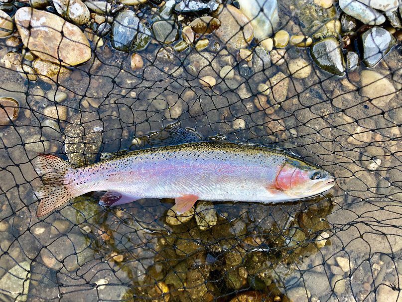 October rainbow trout stocking schedule
