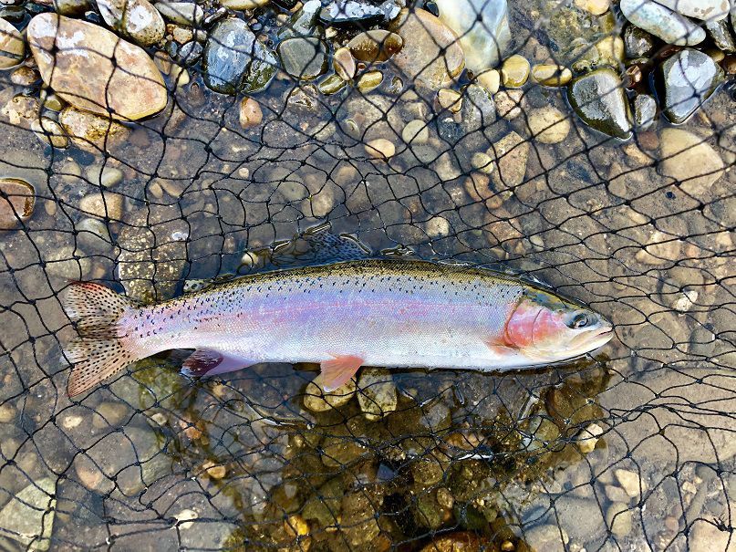 Stuff Your Stocking with Rainbow Trout