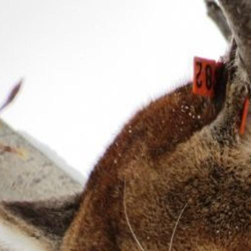 Mountain Lion On Runway Delays Flight At Hailey Airport Local