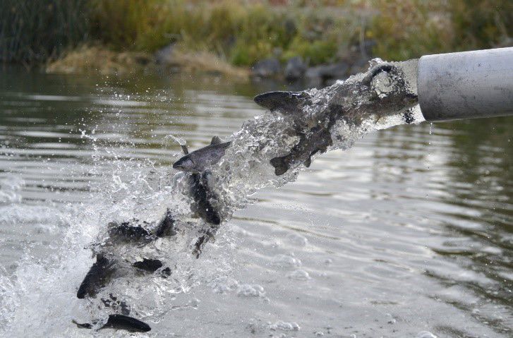 Trout stocking