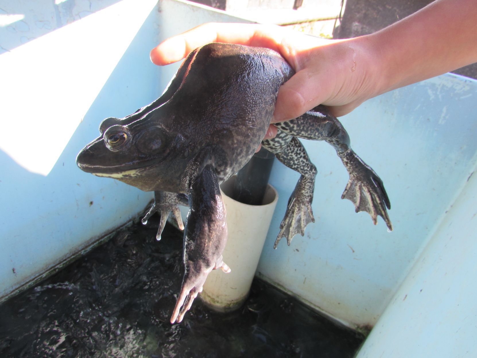 Lifelong Interest In Bullfrogs Turns Into Business | Southern Idaho ...