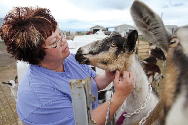 Is Raw Milk Illegal? - Backyard Goats