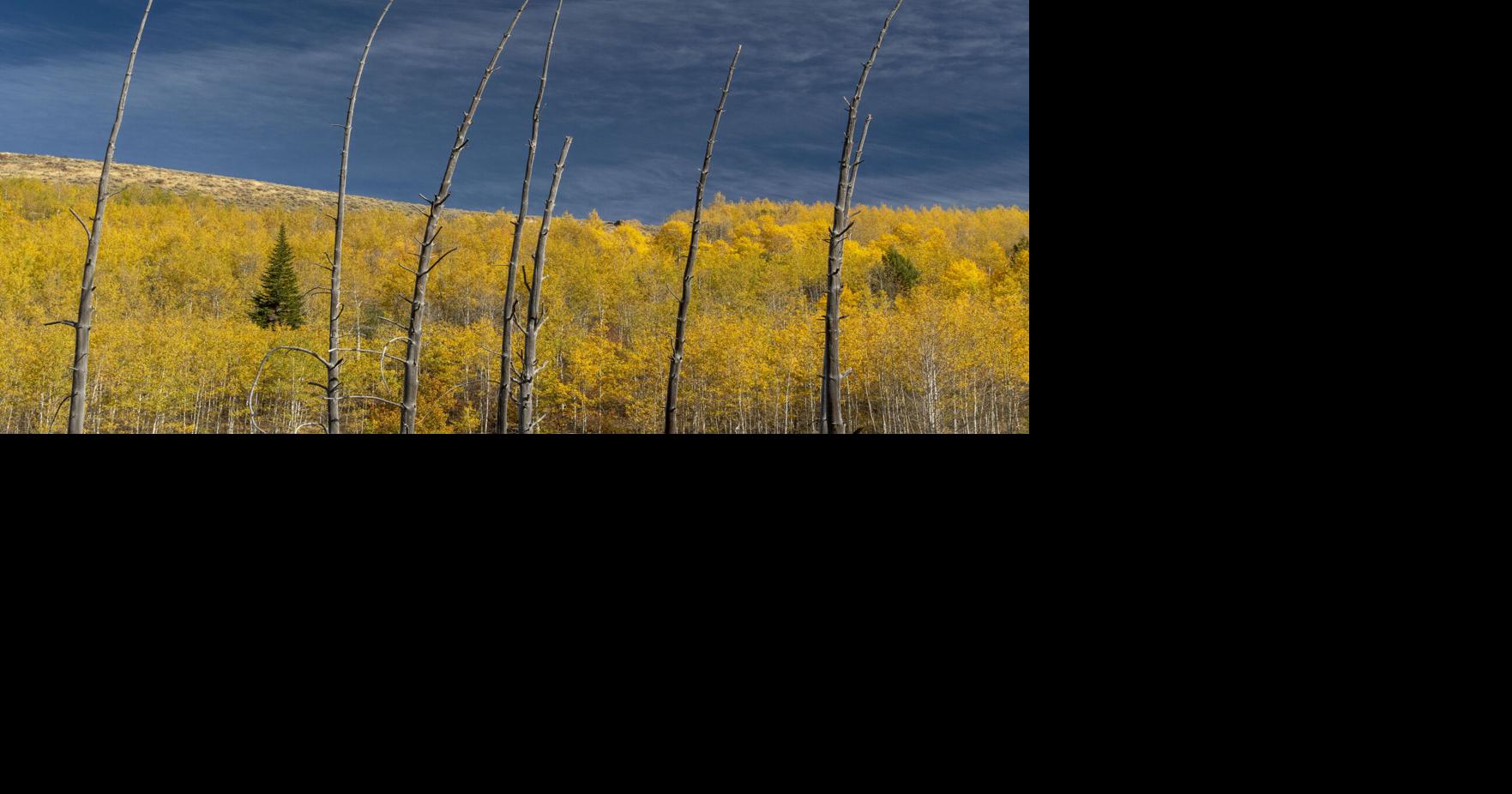 PHOTOS: Fall foliage flourishes in the South Hills