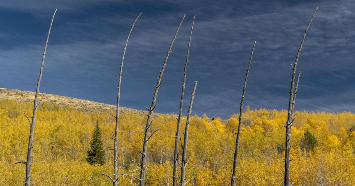 PHOTOS: Fall foliage flourishes in the South Hills